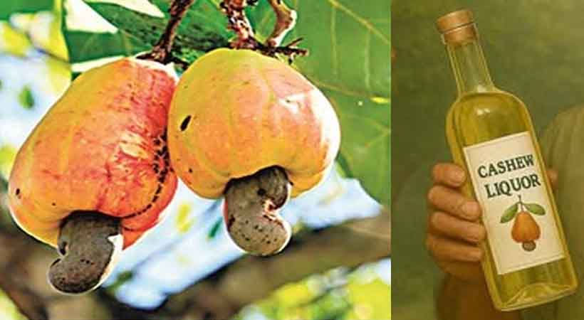 ഫെനി; കശുമാങ്ങയിൽ നിന്നുള്ള മദ്യം ഉടൻ കേരള വിപണിയിലേക്ക്