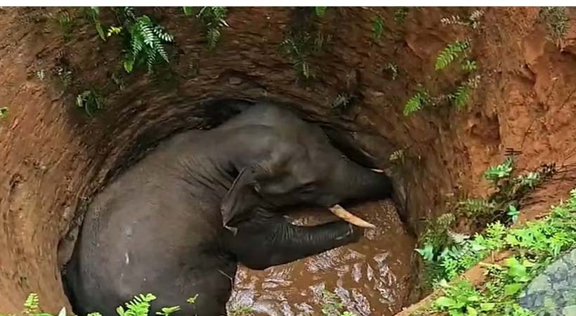 കോതമംഗലത്ത് ജനവാസമേഖലയിലിറങ്ങിയ കാട്ടാന കിണറ്റില്‍ വീണു