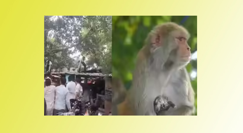 അധ്യാപകന്റെ ബാഗ് മോഷ്ടിച്ച് കുരങ്ങന്റെ പണം വിതറല്: സോഷ്യല് മീഡിയയില് വൈറലായി വീഡിയോ