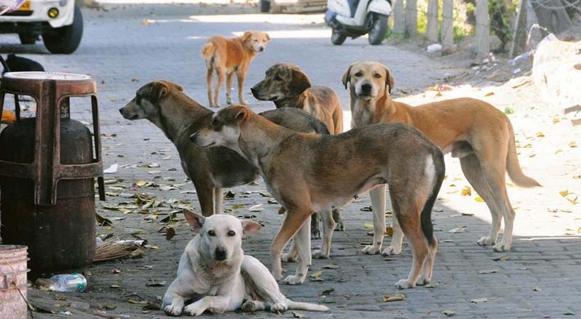ഇന്ത്യയിലെ തെരുവുനായ നിയന്ത്രണം: സുപ്രീം കോടതിയുടെ പുതിയ മാർഗ്ഗനിർദ്ദേശങ്ങൾ ആശാവഹം