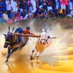 കേരളത്തിന്റെ കാളപ്പൂട്ട്, കന്നുപൂട്ട് എന്നിവയ്ക്ക് നിയമസാധുത നൽകും; ജെല്ലിക്കെട്ട് മാതൃകയിൽ നിയമഭേദഗതിക്ക് സംസ്ഥാന സർക്കാർ