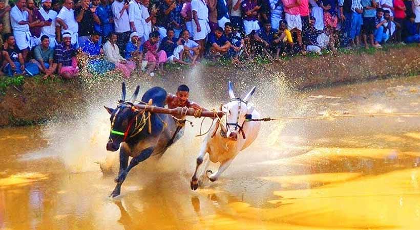 കേരളത്തിന്റെ കാളപ്പൂട്ട്, കന്നുപൂട്ട് എന്നിവയ്ക്ക് നിയമസാധുത നൽകും; ജെല്ലിക്കെട്ട് മാതൃകയിൽ നിയമഭേദഗതിക്ക് സംസ്ഥാന സർക്കാർ