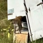 മിസിസിപ്പിയിൽ പരീക്ഷണശാലയിൽനിന്ന് കൊണ്ടുപോകുംവഴി വാഹനം മറിഞ്ഞ് വൈറസ് ബാധിച്ച കുരങ്ങുകൾ പുറത്തുചാടി; അതീവ ജാഗ്രത