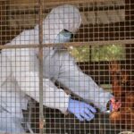 ലോകത്ത് ആദ്യമായി മനുഷ്യനിൽ എച്ച്5എൻ5 പക്ഷിപ്പനി സ്ഥിരീകരിച്ചു: യുഎസ് കടുത്ത ആശങ്കയിൽ, എങ്ങനയാണ് വൈറസ് ബാധയുണ്ടായതെന്ന് അന്വേഷിക്കുന്നു