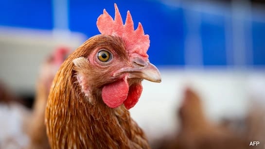 വാഷിംഗ്ടണിൽ അപൂർവ പക്ഷിപ്പനി ബാധിച്ച് ആദ്യ മരണം; പൊതുജനങ്ങൾക്ക് അപകടസാധ്യത വളരെ കുറവെന്ന് ആരോഗ്യവിഭാഗം