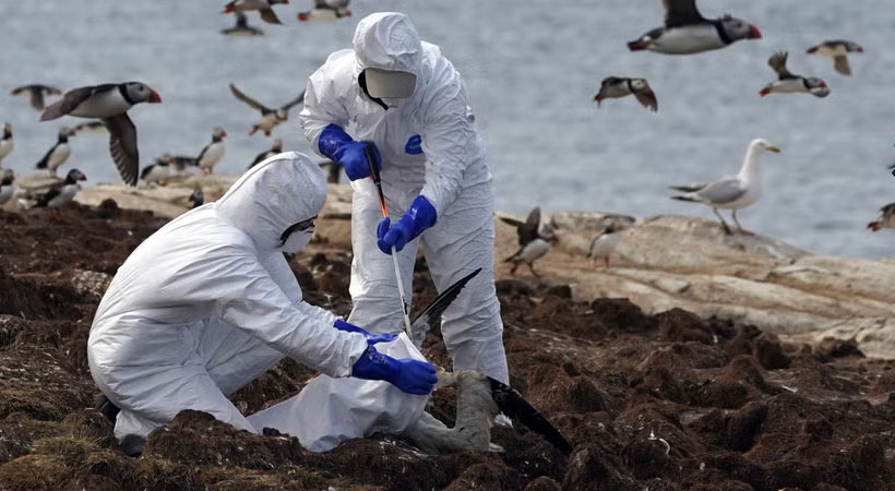 വടക്കേ അമേരിക്കയിലും യൂറോപ്പിലും പക്ഷിപ്പനി വ്യാപിക്കുന്നു; കഴിഞ്ഞ വര്‍ഷത്തേക്കാള്‍ നാലുമടങ്ങ് വര്‍ധന; എട്ടുലക്ഷം പക്ഷികളെ കൊന്നൊടുക്കി