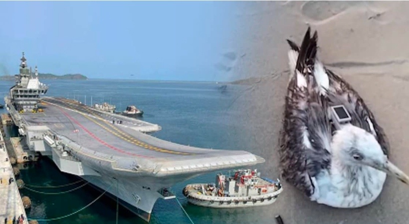 നാവിക സേനയുടെ അതീവ സുരക്ഷാ മേഖലയ്ക്ക് സമീപം ചൈനീസ് നിർമിത ട്രാക്കിങ് ഉപകരണം ഘടിപ്പിച്ച നിലയിൽ കടൽക്കാക്കയെ കണ്ടെത്തി