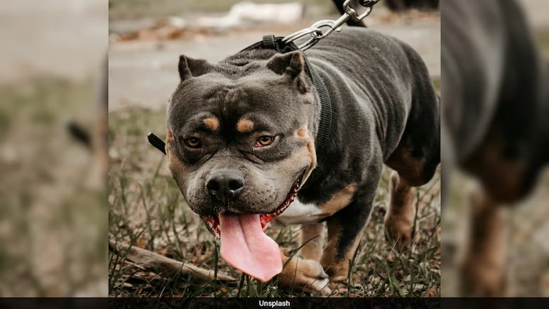 യുഎസിൽ പിറ്റ് ബുള്ളുകളുടെ ആക്രമണത്തിൽ മുത്തശ്ശനും പേരക്കുട്ടിയും കൊല്ലപ്പെട്ടു