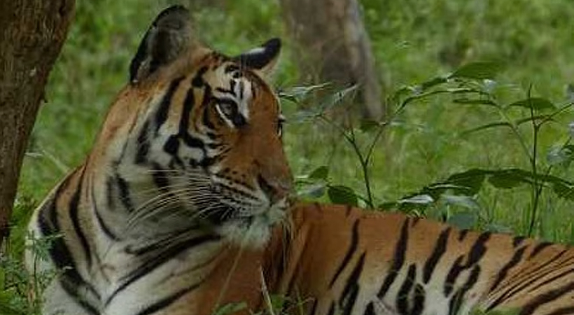 ഉള്‍വനത്തില്‍ കടുവകളുടെ എണ്ണമെടുക്കാന്‍ പോയ മൂന്നു ഫോറസ്റ്റ് ഉദ്യോഗസ്ഥരെ കാണാനില്ല; തെരച്ചില്‍ തുടരുന്നു