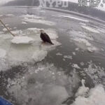 ഹഡ്സണ് നദിയില് ഐസില് കുടുങ്ങിയ കഷണ്ടി കഴുകനെ രക്ഷിച്ച് പോലീസ് ഉദ്യോഗസ്ഥന്