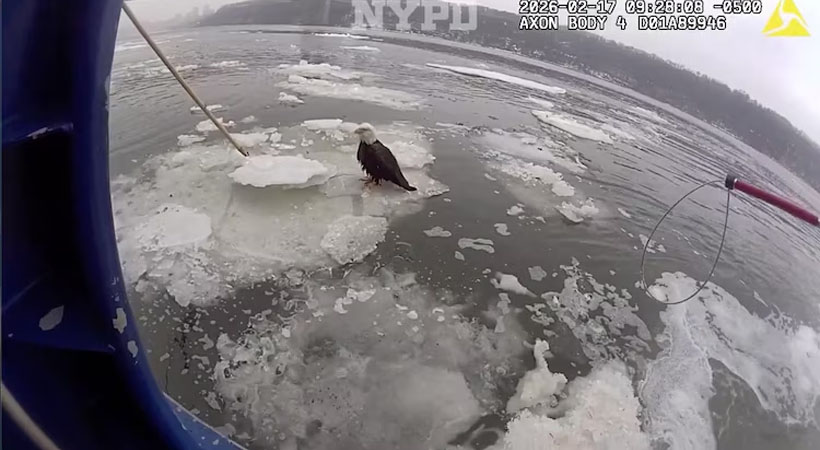 ഹഡ്സണ്‍ നദിയില്‍ ഐസില്‍ കുടുങ്ങിയ കഷണ്ടി കഴുകനെ രക്ഷിച്ച് പോലീസ് ഉദ്യോഗസ്ഥന്‍