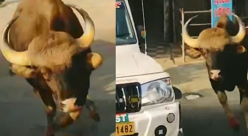 മറയൂരില്‍ പഞ്ചായത്ത് ഓഫീസില്‍ കാട്ടുപോത്ത് കയറി