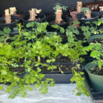 ‘ വിത്ത് മഹോത്സവം ”ഒരുക്കി ഡാളസ് വിന്സന്റ് ഡി പോള് സൊസൈറ്റി