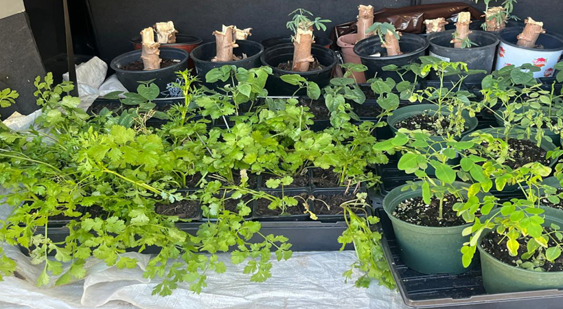 ‘ വിത്ത് മഹോത്സവം ”ഒരുക്കി ഡാളസ് വിന്സന്റ് ഡി പോള് സൊസൈറ്റി