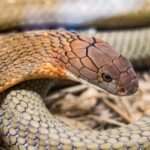 മുറ്റത്ത് കളിച്ചുകൊണ്ടിരുന്ന നാലര വയസുകാരിയെ മൂർഖൻ പാമ്പ് കടിച്ചു, ഐസിയുവിൽ